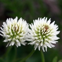 whiteClover
