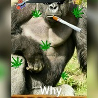 such (dank) memes