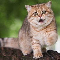 Виктор
