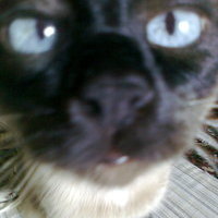  Antas