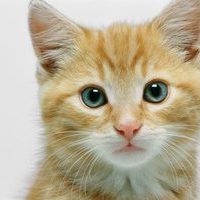 Funny Kitty 38