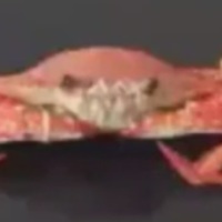 crab smash