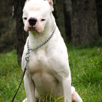 Мартин Димос Георгиев