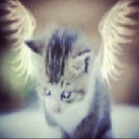 афигенный пёс ракета