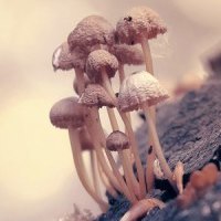 Дмитрий Поливанов