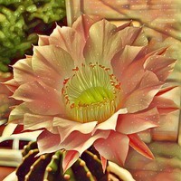 Cactus Coub