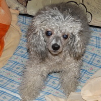krolik2010