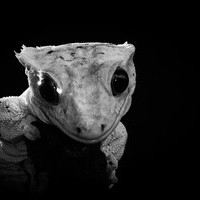 gecko
