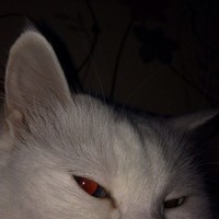 демон ночи 