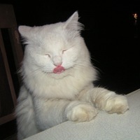 NekitMatveew