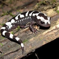 Ambystoma