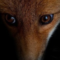 Александр Рудич