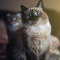 Leysan Minnibaeva