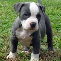 Правдолюб Александр