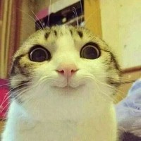Pussy Memes 🐈
