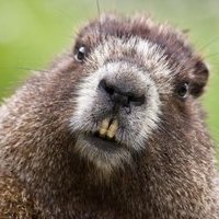 Михаил Ищенко