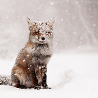 The fox of coldness