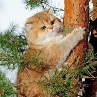 Владимир Смирнов