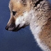 Fox Sly