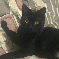 crazy cat 