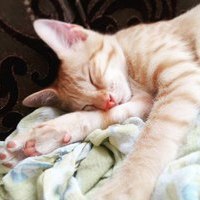 🤘Persian cats 🤘 بزرگ ترین کیوب فارسی زبان