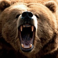 Grizly 