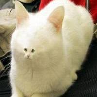wampa