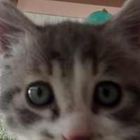 TACOmi-kun