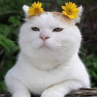 Brave Cat