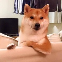 Zhaniko 