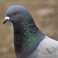 Peculiar Pigeon