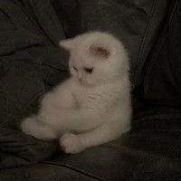 Ali