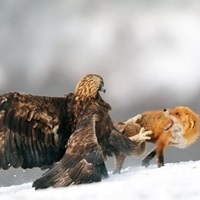 nickolos natsvlishvili