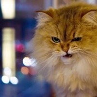 Four paws