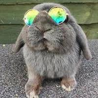 Happy Bunny
