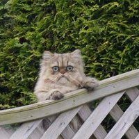 Кот Бегемот