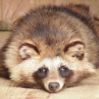Comrade Tanuki