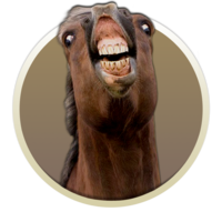 SweatyHorse