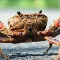 Crab