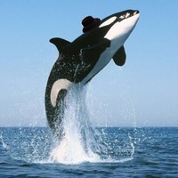 Tipper_the_Whale