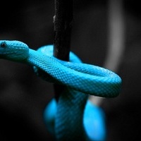 Thicc_snake