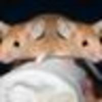 Valer@