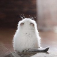 CoolCat