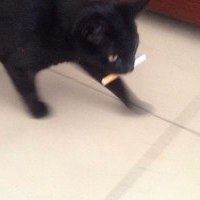 koplialice