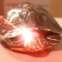 lazer_turtle