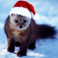 Андрей Соболь