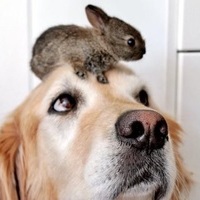 bun0nhead