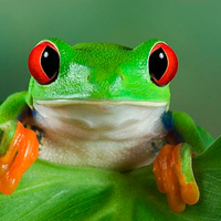 mizantrop