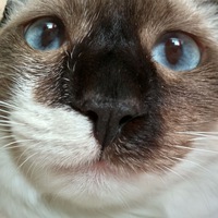 Александр Сороченко