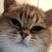 kitek